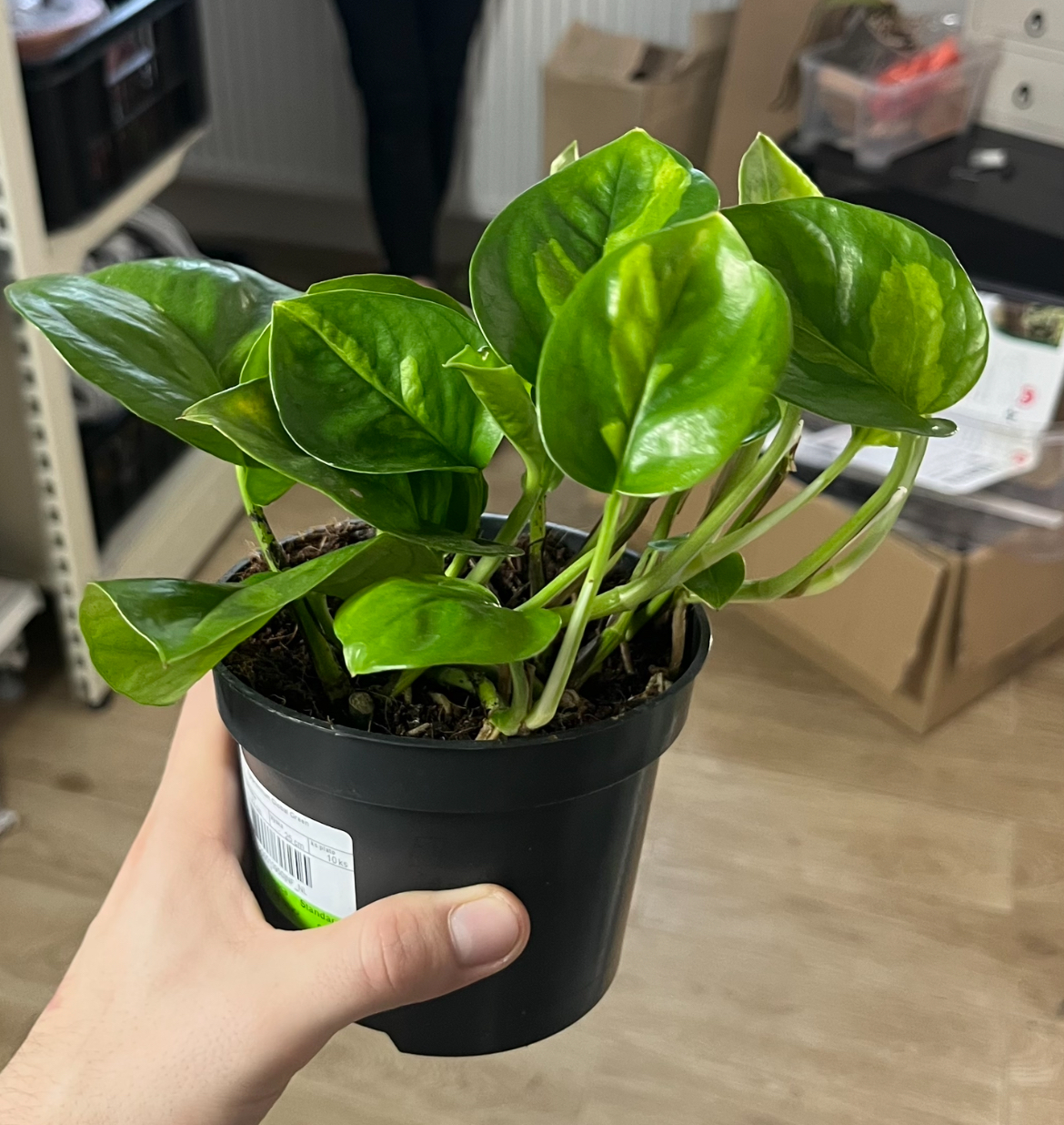 Epipremnum ‘Global Green’